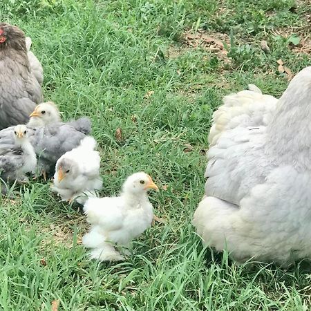 Appartamento In Cascina -La Cascinetta Di Ali- Roatto Exterior foto
