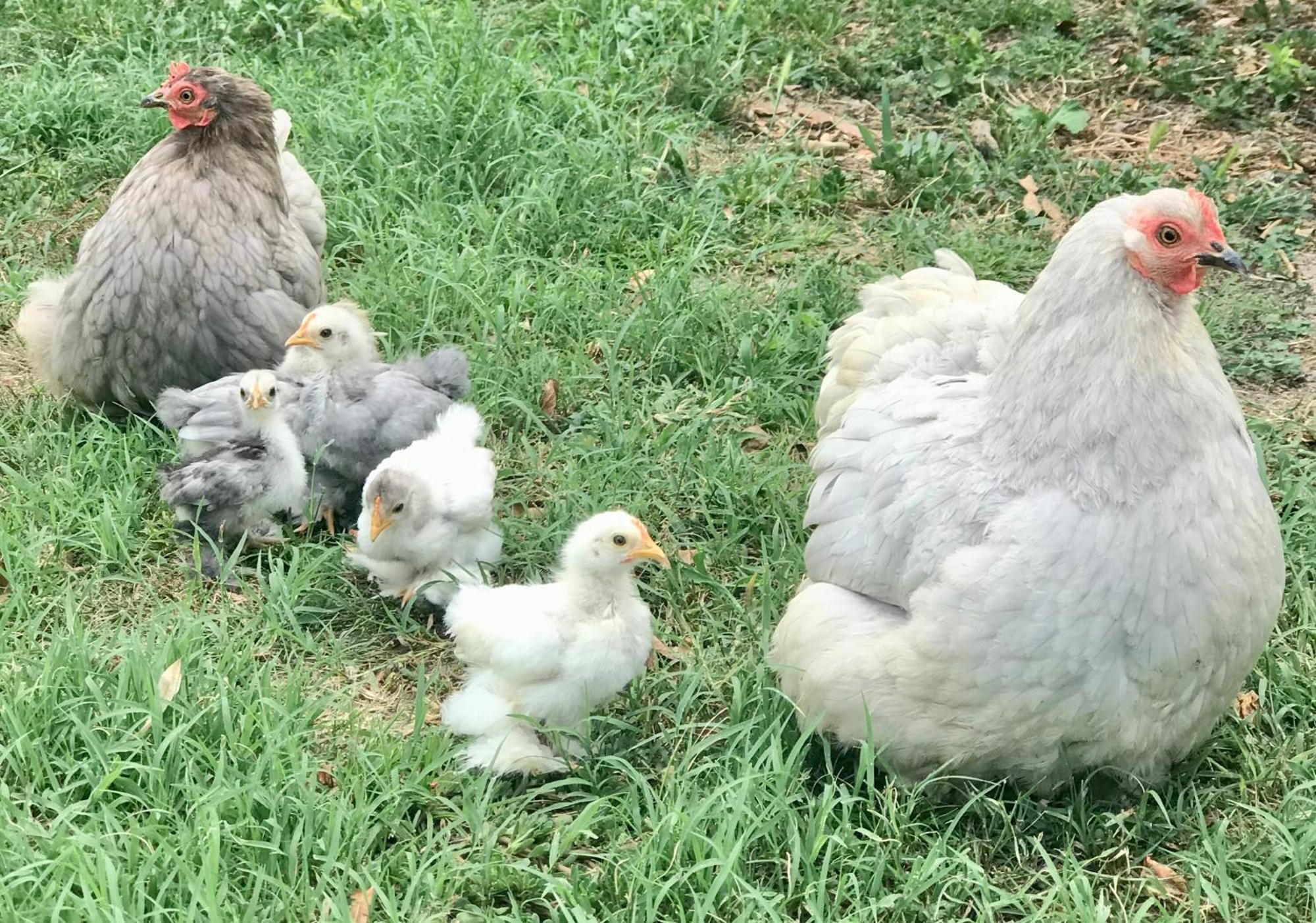 Appartamento In Cascina -La Cascinetta Di Ali- Roatto Exterior foto